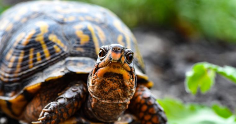 close up photo of turtle